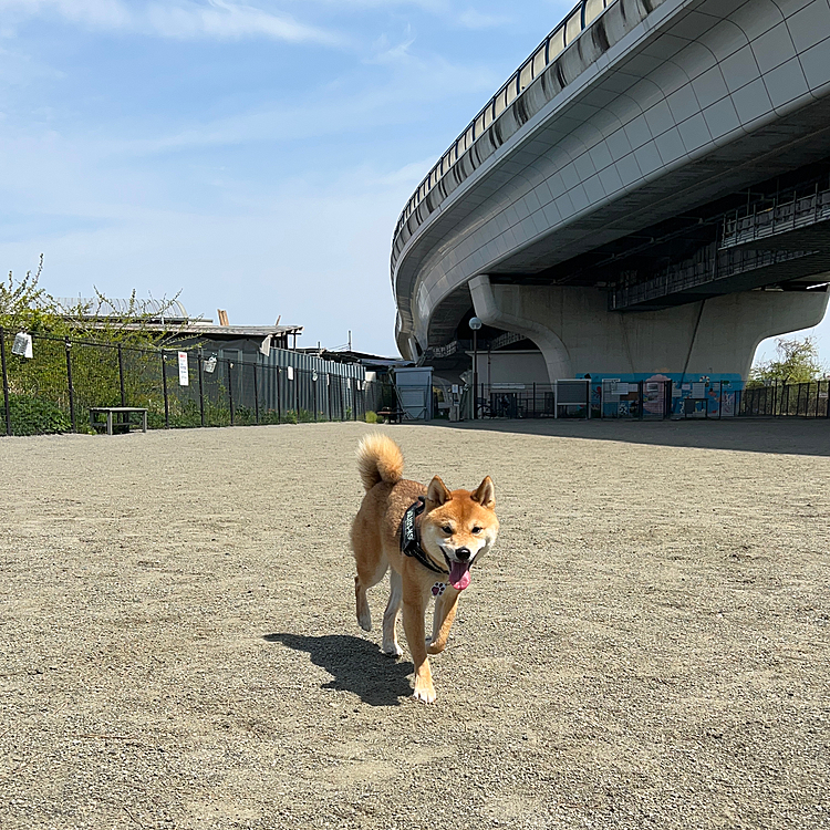 2023.04.05(水)
ドッグランに行ってきました♬
楽しそうに走ってるけど……