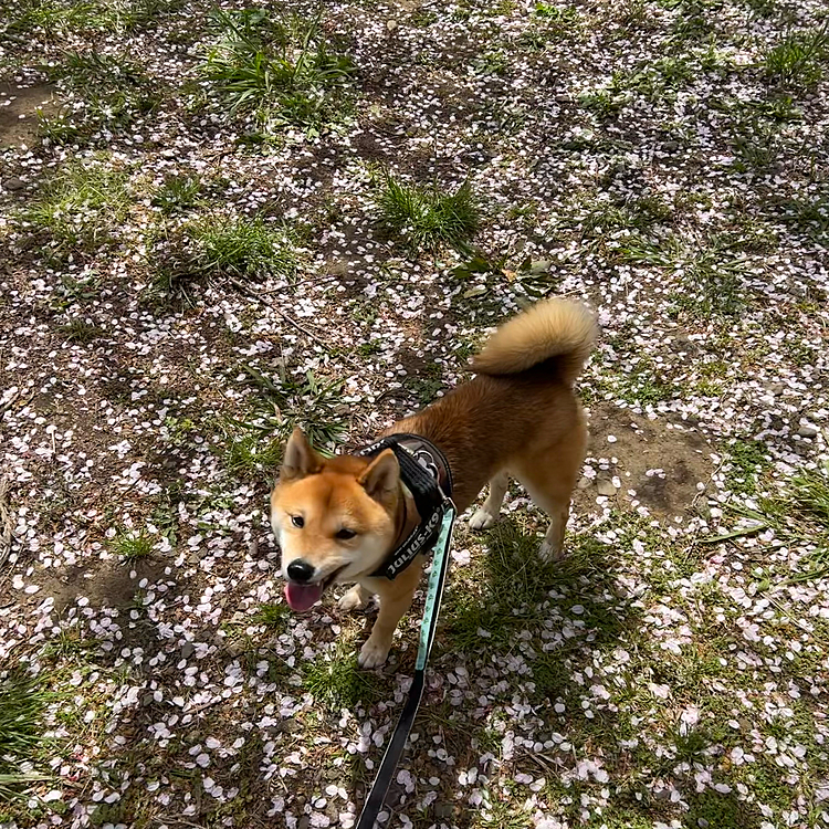 走り足りないと思って、公園をお散歩🐾
