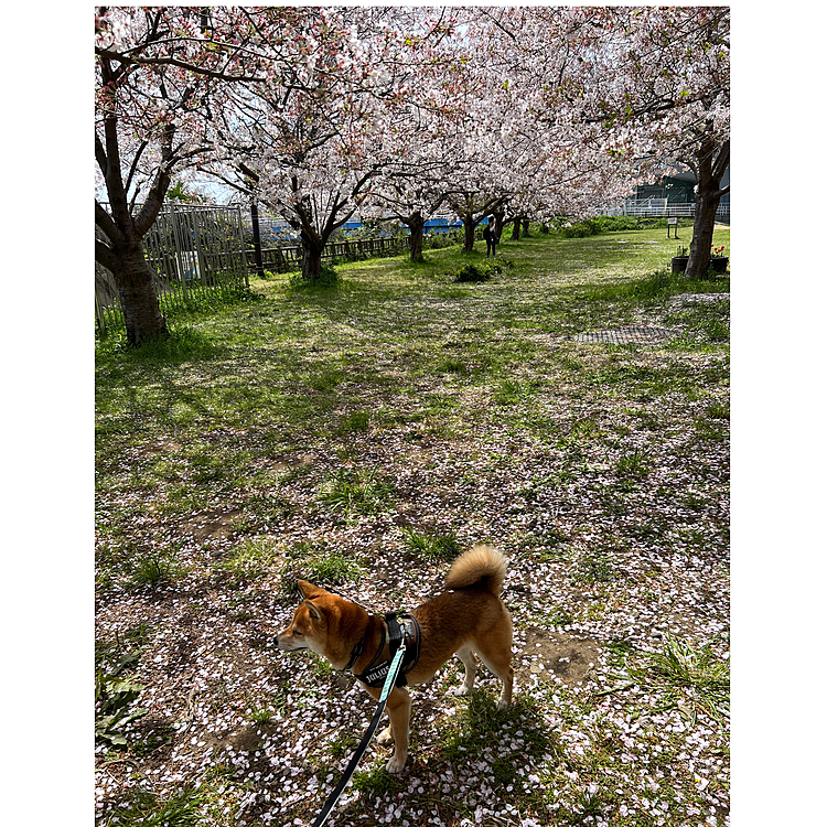 風が吹くと桜🌸が舞って素敵でした☺️