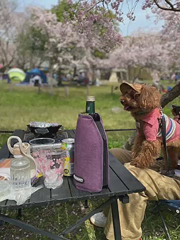 日曜日も桜の園🌸
BBQも出来る公園ですが火起こしや片付けが大変なのでガスコンロにスキレットでスーパーのチルドピザ🍕やソーセージを焼いて食べました🍳
調子に乗ってアルコール9%の酎ハイ3本飲んだのでパパだけじゃなくママもお昼寝しちゃいました💤
こんなお花見だけど今年も一緒に楽しめて幸せ🐶