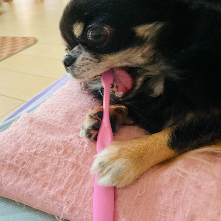 食後は歯磨き🪥😊🐶
