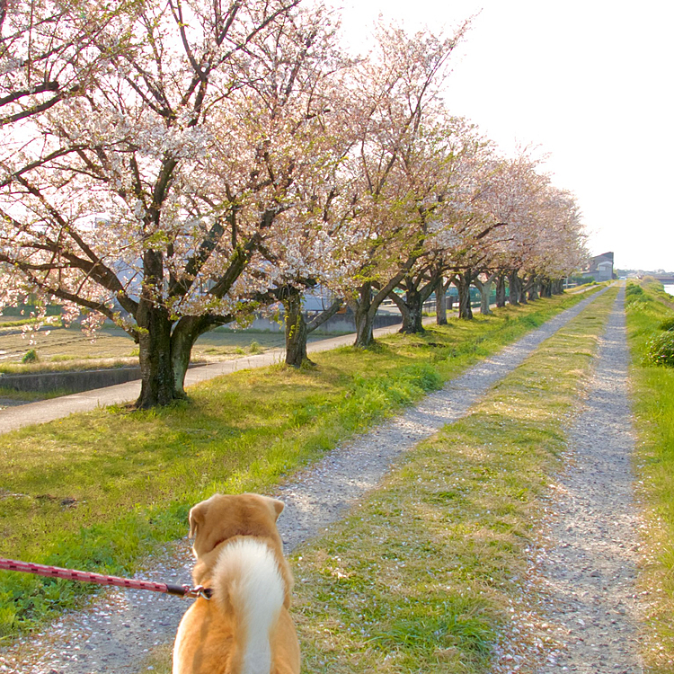 桜もだいぶ散って葉桜になりつつありますね🌸🌱
新緑の春ももう時期そこ🙌