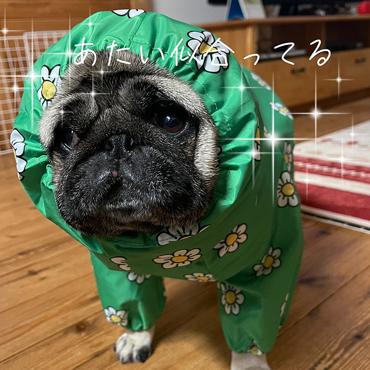 レインコート買ってもらったよ🐽