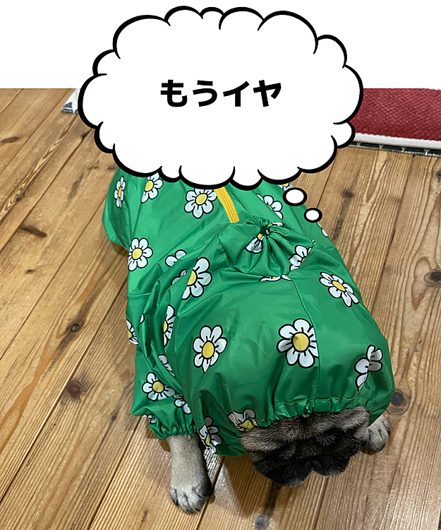 雨の日☂️お散歩楽しみです🐽