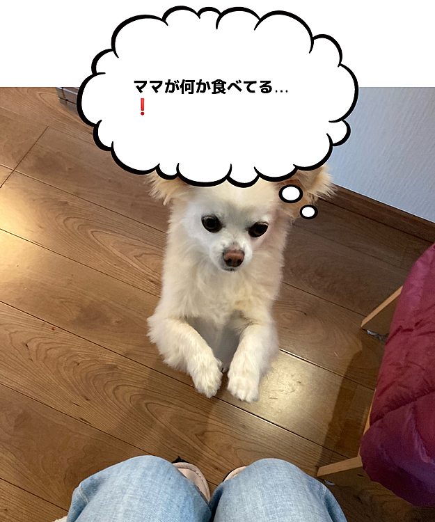 ひと休みしようとオヤツを食べようとすると…はい❗️寄ってきます！マロンちゃん🐶