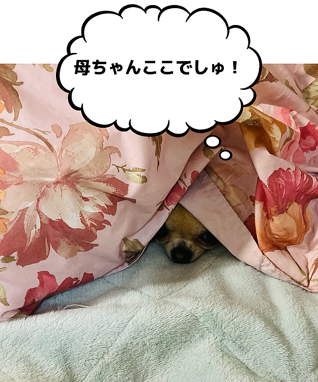 チップの投稿