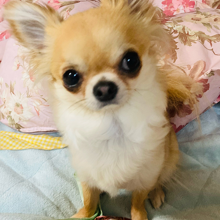 じゃじゃーん🐶💕😂
これで見えた！！

朝探してたら布団の中から顔だけ💦
踏まなくてよかった🥲