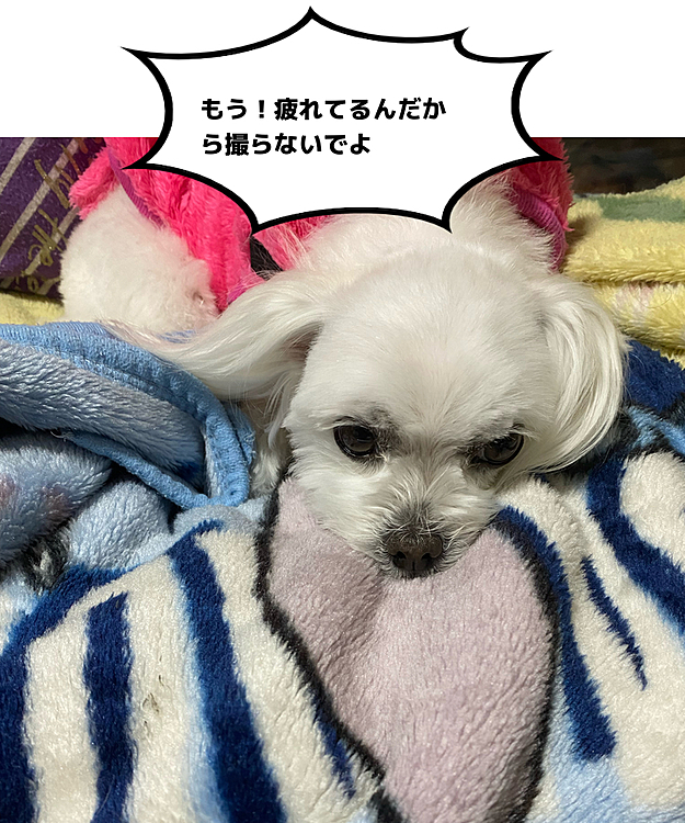 トリミングに行って来ました