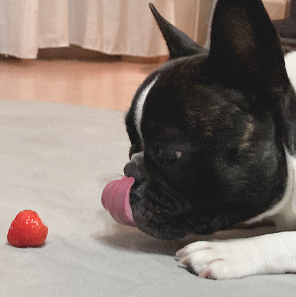 大好きな🍓
