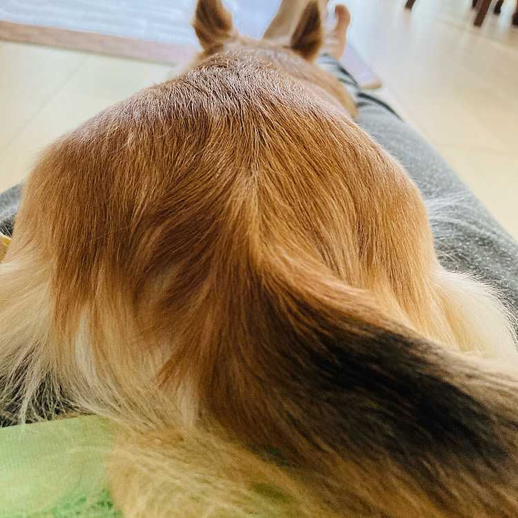 飼い主さんにオチリ向けるのやめてくれない😂🐶
たまにオナラするし💦
