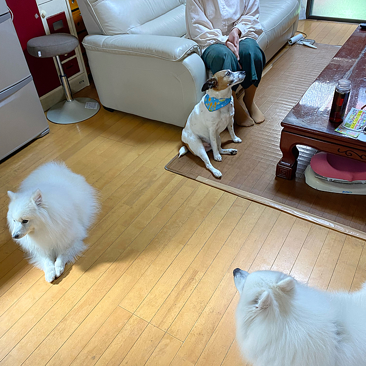 ハッピーとピースが来て、、