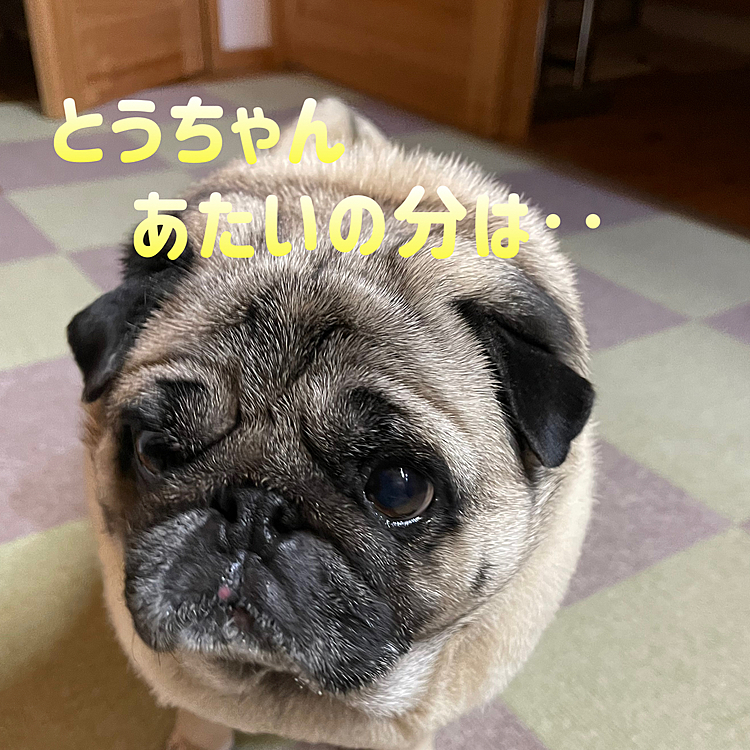 とうちゃん、パグ🐽Tシャツ衝動買い😅