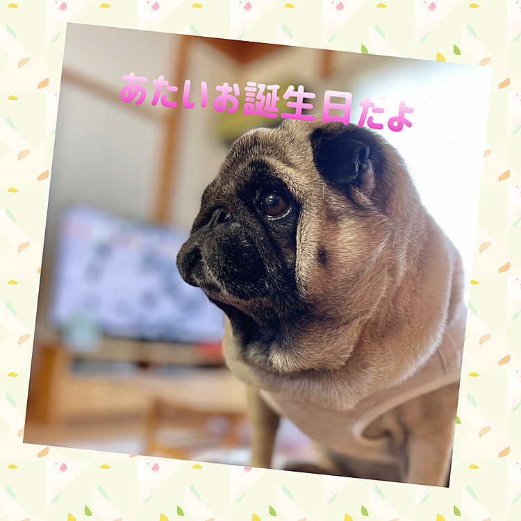 ししまる7歳のお誕生日🎂
尿石症やアナフィラキシー‥色々あるけどこれかも明るく暮らそうね☺️