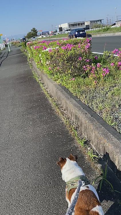 ツツジが咲いている。昔は一面ツツジだったのですが、枯れて少なくなりました。