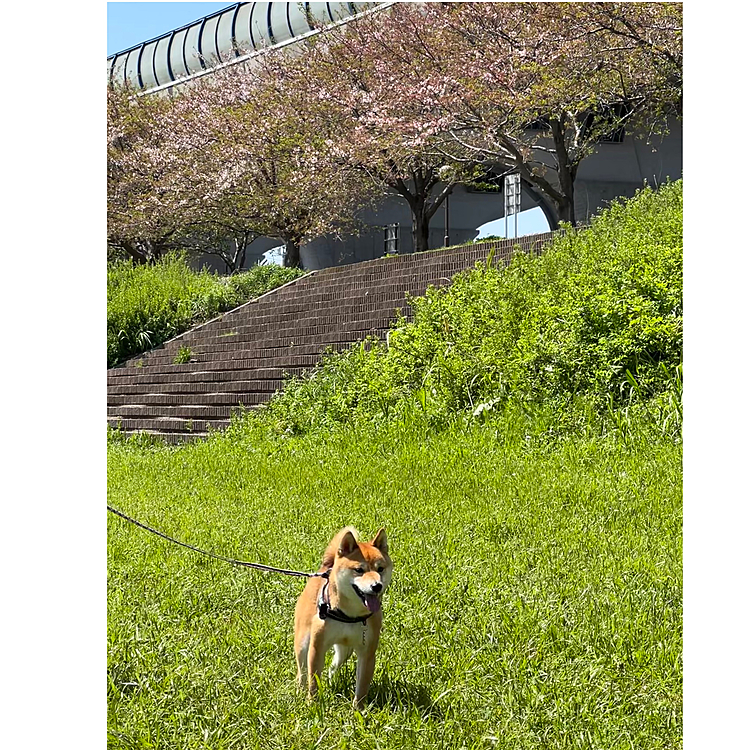 ドッグランのあと、公園でお散歩🐾
