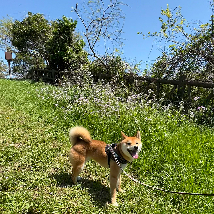 少し風があったけど、楽しくお散歩できました😊