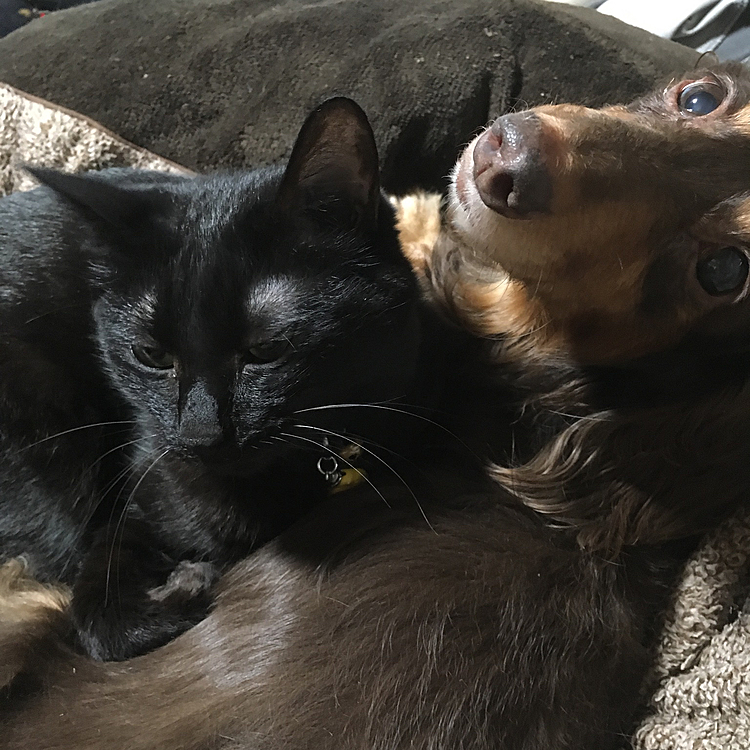 猫にも犬にも無抵抗主義で平和主義
犬版ガンジーみたいな優しい犬でした