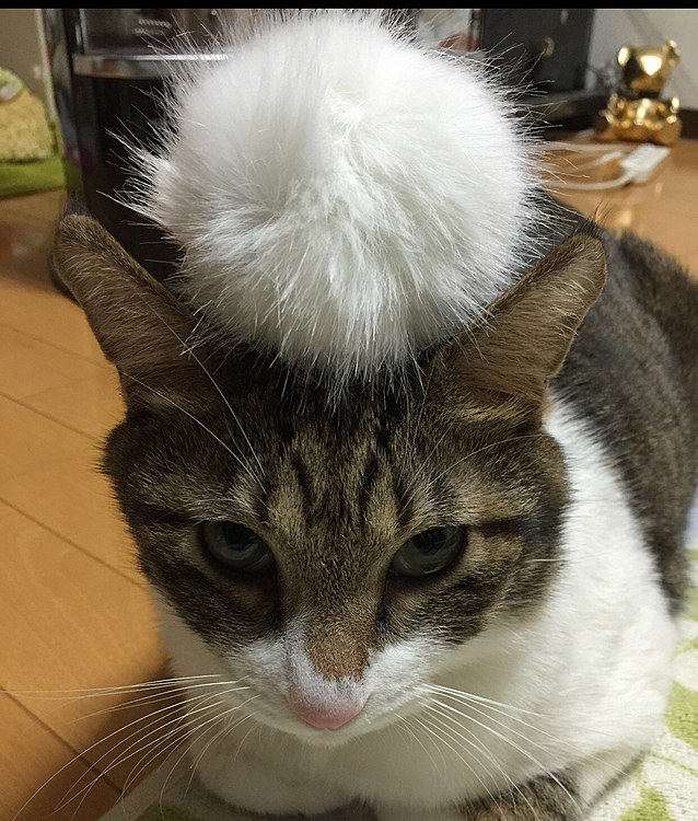 何乗っけてるねん！