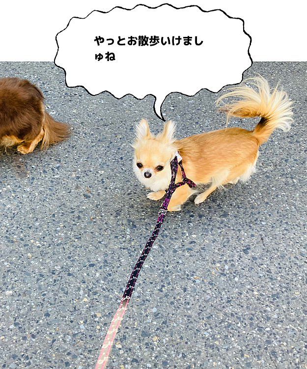 チップの投稿