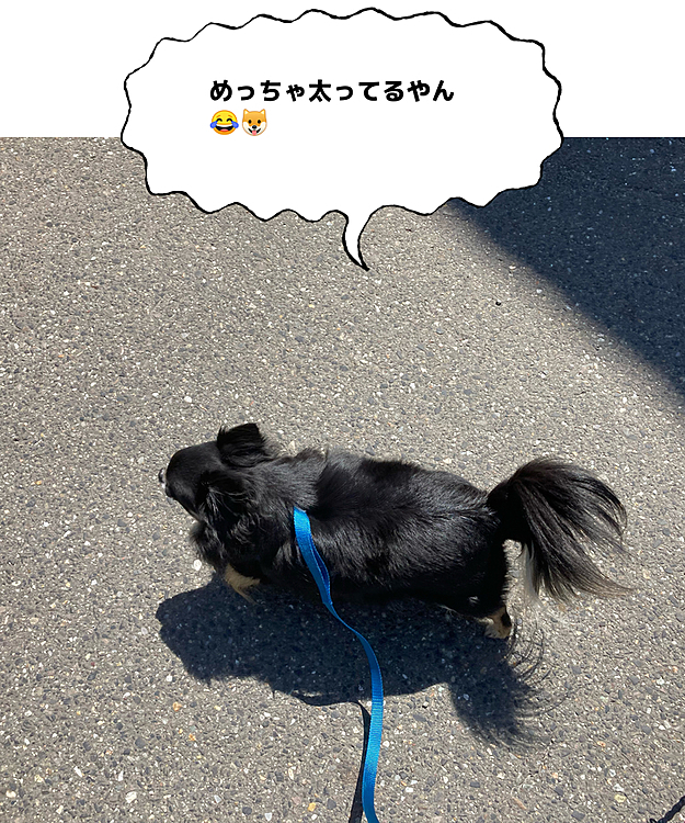 雨とか寒い日が続いてお散歩に行かなくて
今日やっといけたね🐶😊
お天気もよく🌤
雅ちゃんのまん丸を何とかしないと🐶😂

