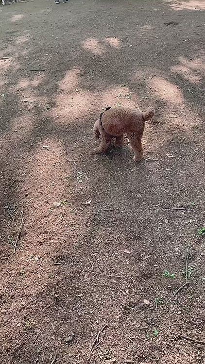 大きいワンコの方が広いので、ビビらなかったらちょっと遊ばせようかなと入れたら、
ボルゾイさんに「追いかけっこしようよ！」と仕掛けられました。前ならビビって動かなくなったのに、「ちょっとびっくりしたよ」くらいの顔してるので大きいワンちゃんにも慣れて来ましたね。
その後、ヒャッホウ❗️と走っていたのでこの件は気にしてなかったみたいです。
でも、大きいワンちゃんたちが自由に遊べるところにちびっ子がいると迷惑かも…とまた小さい方に移動しました。ごめんねボルゾイさん。