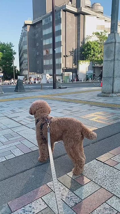 原宿の交差点。明治神宮外苑前の交差点でもある。東急プラザのあるところ。