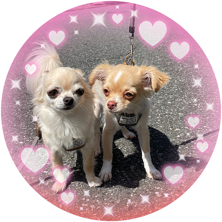 2023.4.10(月)
お久しぶりです😊
海がお散歩デビューしました🐶