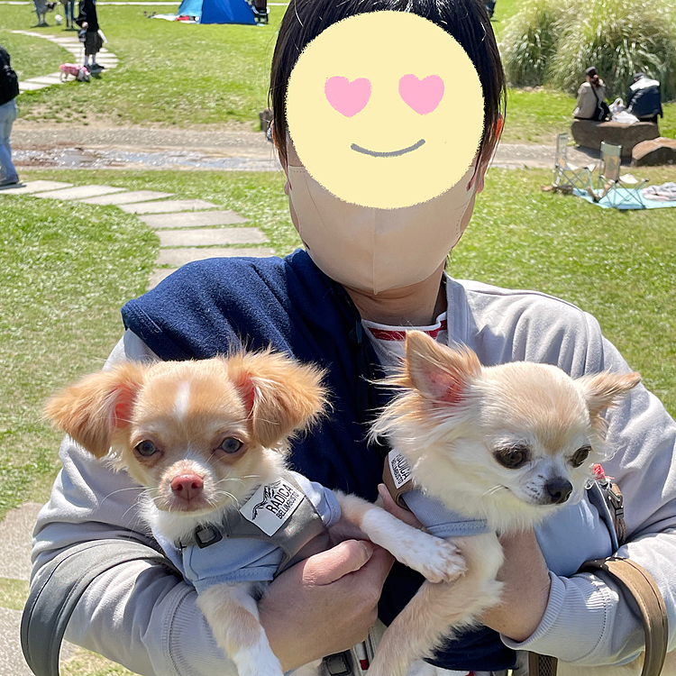 日曜日、稲毛海浜公園のドッグマルシェに行ってきました😊たくさんのワンちゃんに会えて楽しかったです😊
