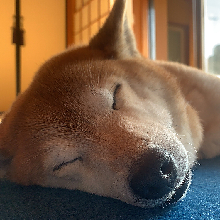 さくらの投稿