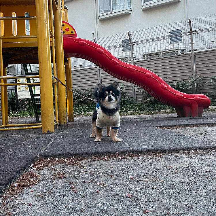 お休みなので長距離散歩🎶

いつもの公園に行きます😊

オトモダチにも会えて楽しかったようです🐯🌟

そして帰宅、、、
