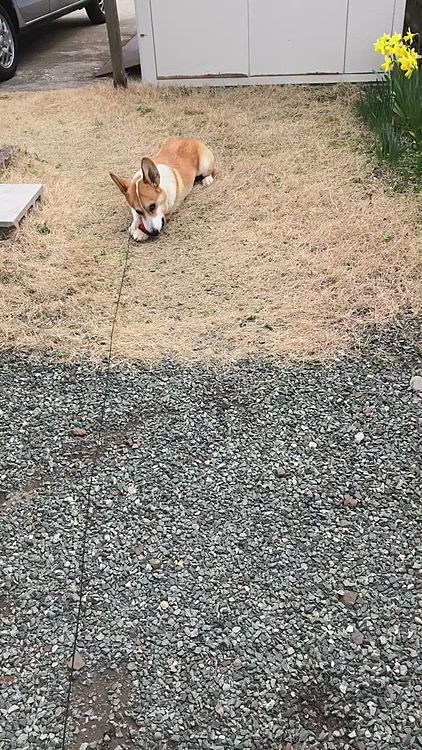 ねぇ？ねぇ？💦
ボールってのは。。転がして遊ぶもんだよ？