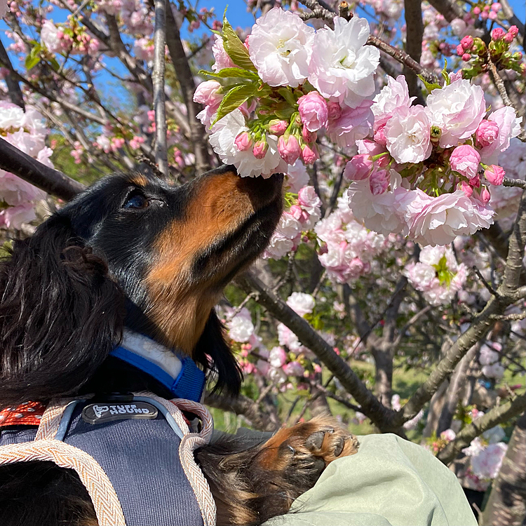 花の匂いを嗅ぐ犬です