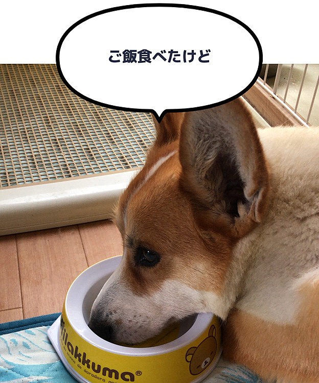 まある？🌀
食い意地張りすぎ🤣🤣🤣
どこにお口入れて寝ようとしてるんだよ🤣🤣