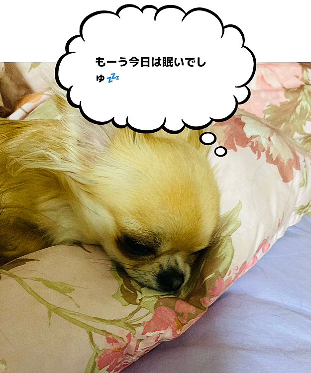 今日はこの時間だけどすでに眠い心春ちゃん💤🐶💕
寝てる顔が可愛い💕

おやすみ🌙
今日もお留守番ありがとう😊