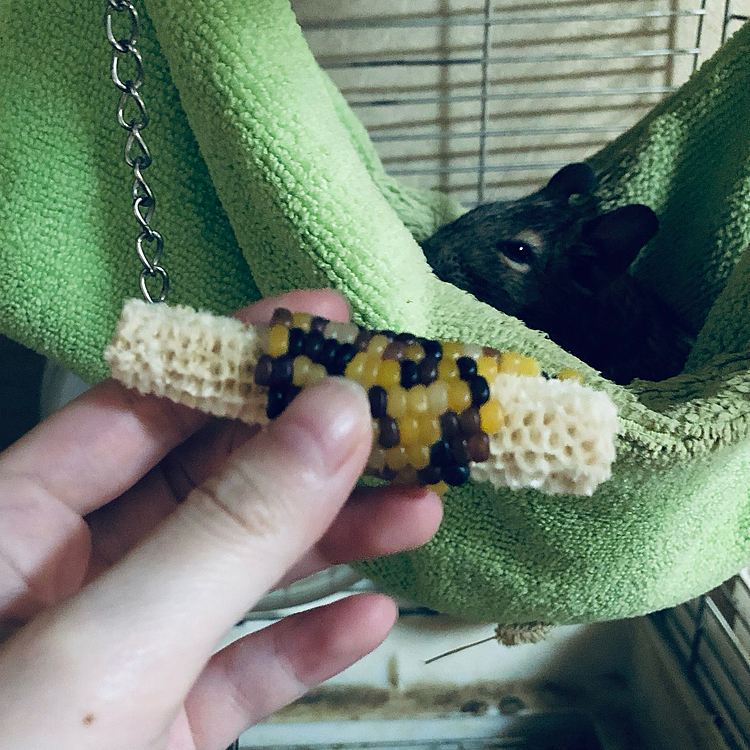ママが旅行で買ってきた新しいおやつ。
しっかりカジカジしてます