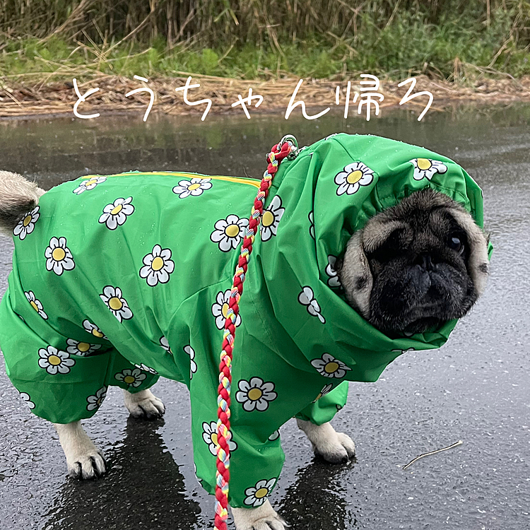 雨の中佇むししまる🐽