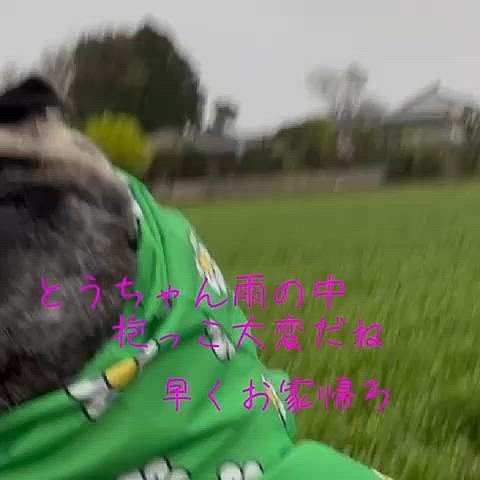 やっぱり雨の中、抱っこでお散歩です😅