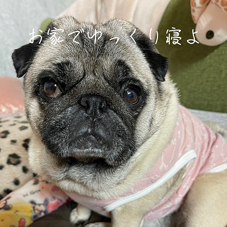 お家にかえって一安心🏠
