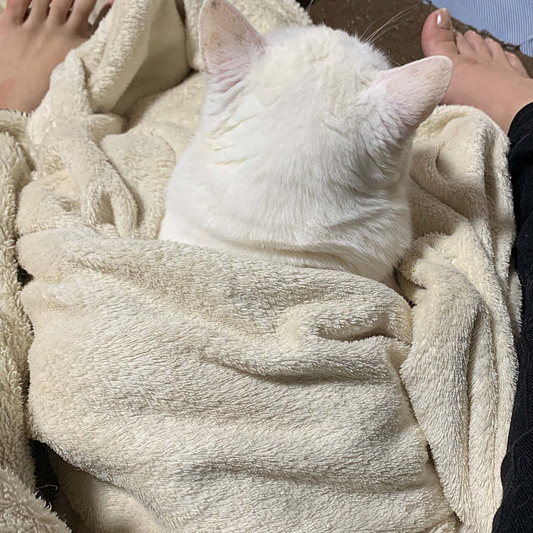 今日も脚の間に居たがるしろこ