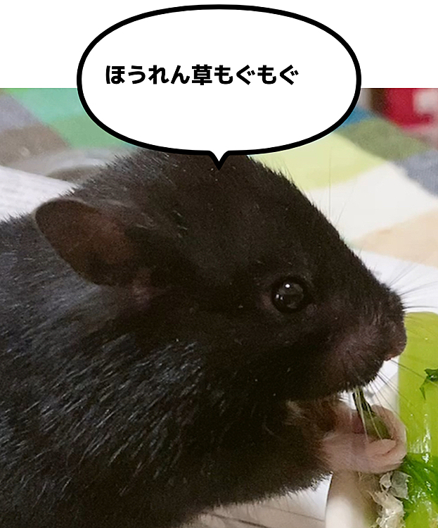 夕ご飯用の茹でほうれん草(味付けはしてません)をこっそり奪ってぱくつくクマコさん。