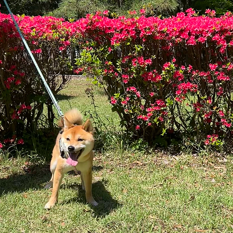公園でお散歩も🐾

