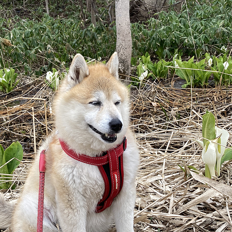 奥にはミズバショウが咲いてます。春の風が心地よいです
