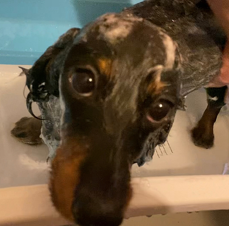 洗われる犬です