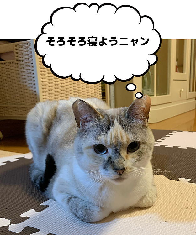 お手手ナイナイ座りがやっぱりかわいいですね

うっすらハチワレのミーちゃんです^ ^