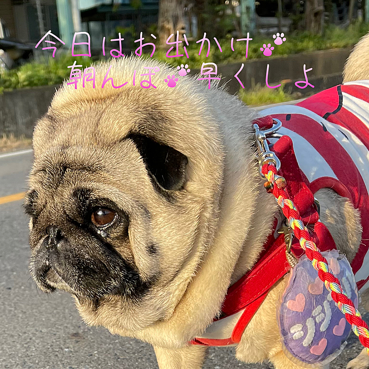 ちょびっと遠出して、江ノ島へドライブ行きます🚗
お出かけ前の朝んぽ🐾