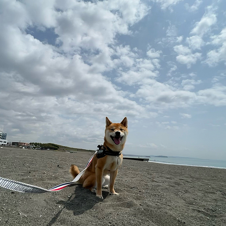2023.04.18(火)
今日は海散歩🏖

相変わらず怖くて波には近寄れないびびりっぷり😅
波から遠い砂浜で🤳
