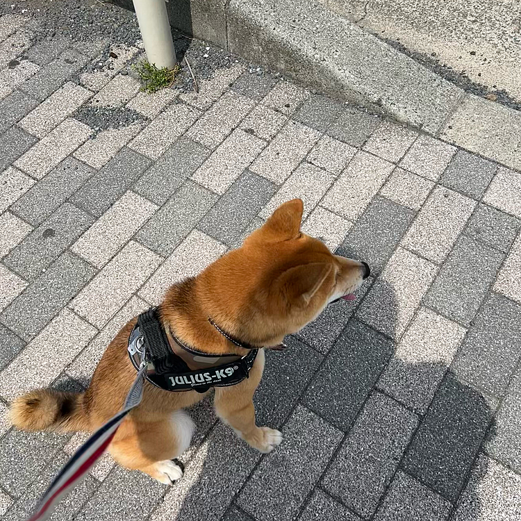 帰り道🚦
横断歩道ではおすわりして待てました😊
ビュンビュン通るトラックや車の大きな音は大丈夫なんだな〜🤔