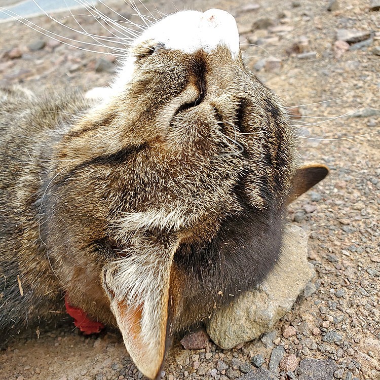 この、石まくらが、気持ちいい、らしい。