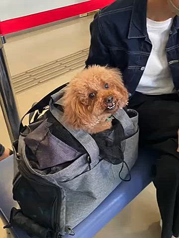 とにかく終始嬉しそうに先頭を歩くハッピー🐶
早く早くと急かされます💦
帽子を被ったこの顔、何か見覚えがあると思っていたらお茶の水博士でした💡