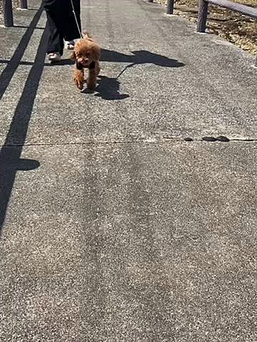 この日は晴れましたがとにかく強風でした🌀
どれくらい強風かは動画にて・・・
三半規管が弱いパパさんなので行きは酔い止めを飲み問題無くクリア、帰りはヨダレ垂らしながら爆睡🤤
ハッピーはバッグインで大人しくしていました👜
近場のお出掛けでしたがとっても楽しかったです🎶